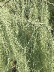 Ramalina usnea