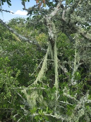 Ramalina usnea