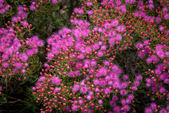 Verticordia monadelpha