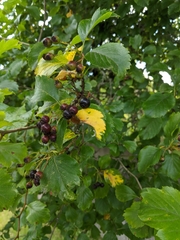 Crataegus gaylussacia