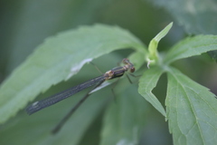 Chalcolestes viridis