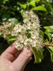 Crataegus gaylussacia