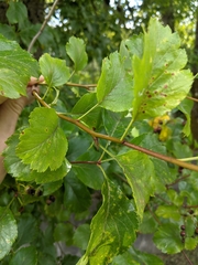 Crataegus gaylussacia