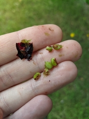 Crataegus gaylussacia