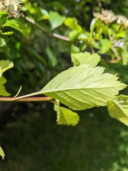 Crataegus gaylussacia