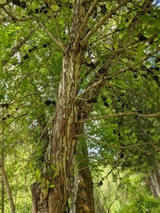 Crataegus gaylussacia