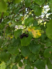 Crataegus gaylussacia