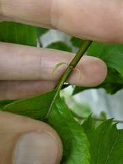 Crataegus gaylussacia