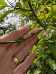 Crataegus gaylussacia