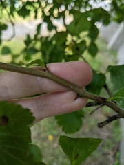 Crataegus gaylussacia