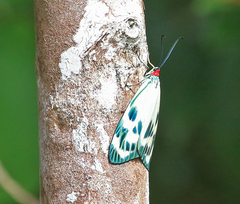 Chalcosia phalaenaria