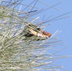 Charaxes brutus natalensis