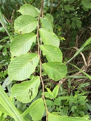 Ulmus uyematsui