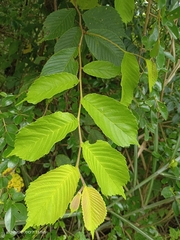 Ulmus uyematsui
