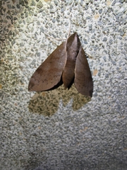 Acosmerycoides harterti