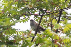 Locustella thoracica