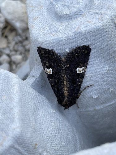Mora čierna (Melanchra persicariae)