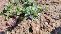 Verbena bracteata