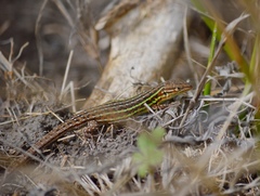 Psammodromus hispanicus