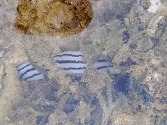 Baseodiscus quinquelineatus