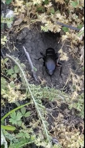 European Field Cricket