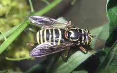 Spilomyia diophthalma