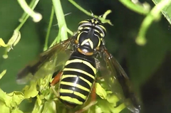 Spilomyia diophthalma