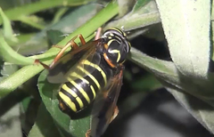 Spilomyia diophthalma