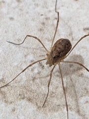 Rilaena triangularis