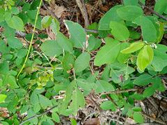 Dendrolobium umbellatum