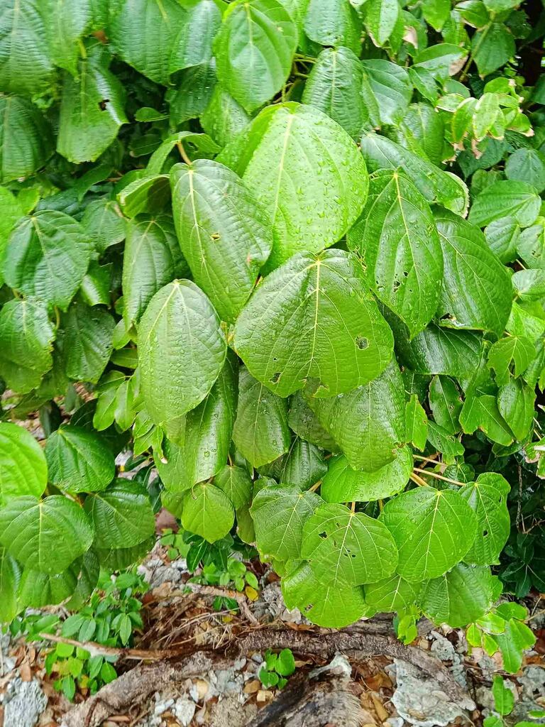 Macaranga vedeliana