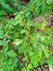 Dendrolobium umbellatum