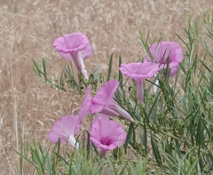 Ipomoea leptophylla
