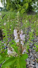 Teucrium canadense