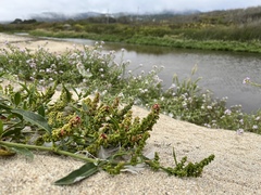 Rumex crassus