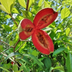 Casearia yucatanensis