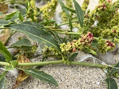 Rumex crassus