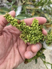 Rumex crassus