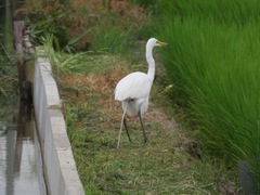 Ardea alba