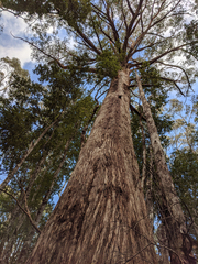 Eucalyptus delegatensis
