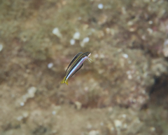 Plagiotremus goslinei