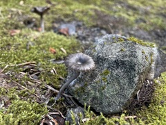 Pseudoomphalina angelesiana