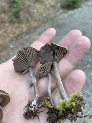 Pseudoomphalina angelesiana