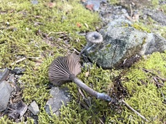 Pseudoomphalina angelesiana
