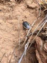 Chlorochroa sayi