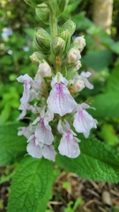 Teucrium canadense