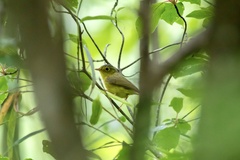 Phylloscopus omeiensis