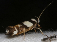 Macrobathra euryleuca