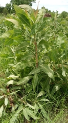 Terminalia macroptera