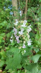 Nepeta cataria